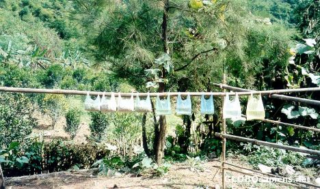 Postcard State-Mandated Fire Extinguishers, Shan Plateau