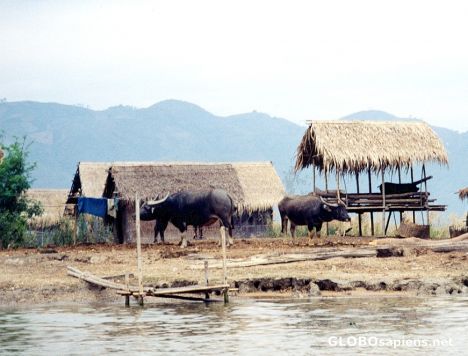 Postcard Homestead on Inle Lake
