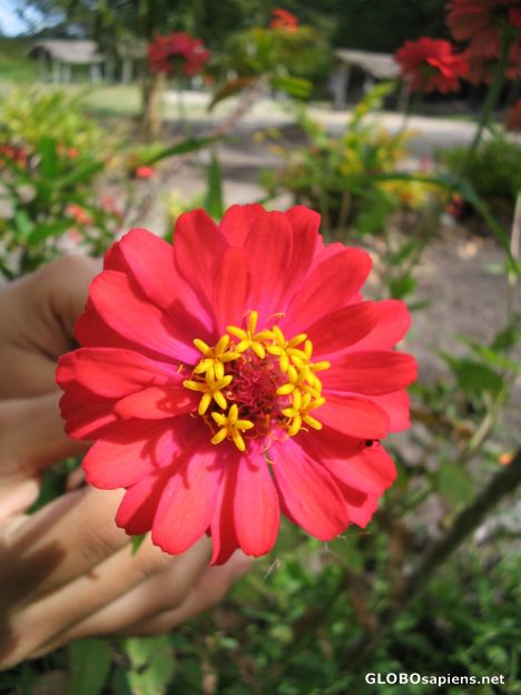 Postcard Wild flower, in the spa of Beautiful Waters.