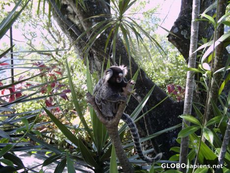 Postcard Primates