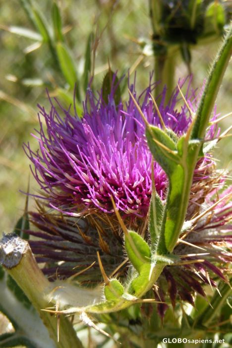 Postcard Thistle