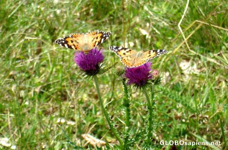 Postcard Butterflies