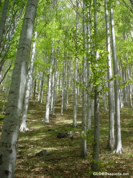 Postcard Beech forest