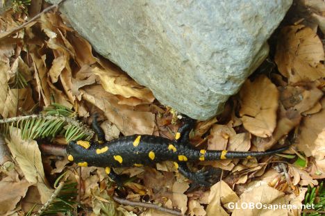 Postcard Salamander