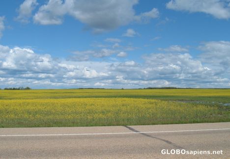 Postcard Canola field