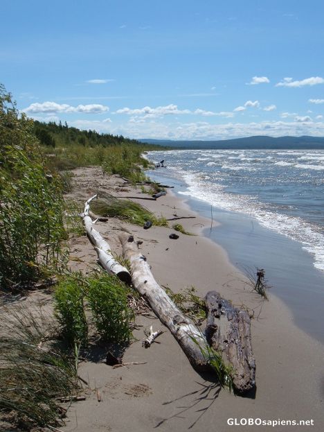 Driftwood