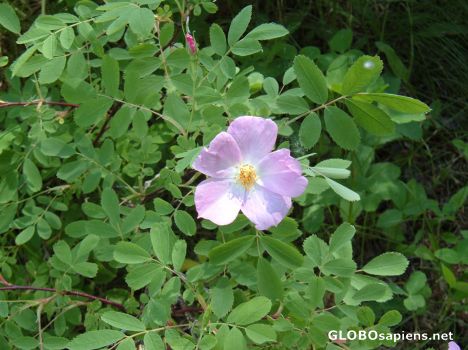 Postcard Wild Rose