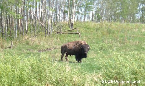 Postcard Wood Bison
