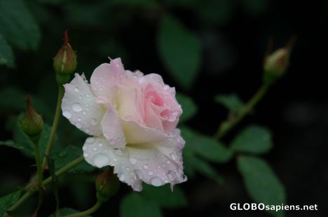 Postcard A Rose