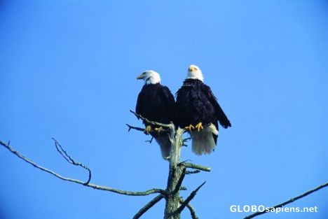 Postcard Whale Watching...Or Eagle Watching?