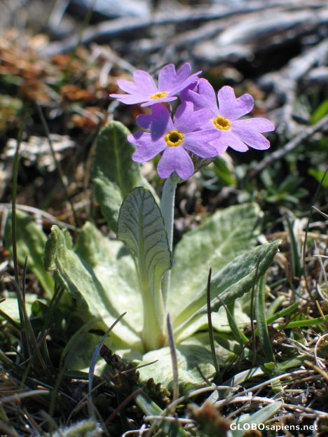 Postcard spring flower