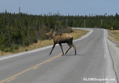 Postcard St. Anthony - moose Nr. 28
