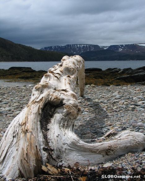 Postcard Gros Morne - Norris Point