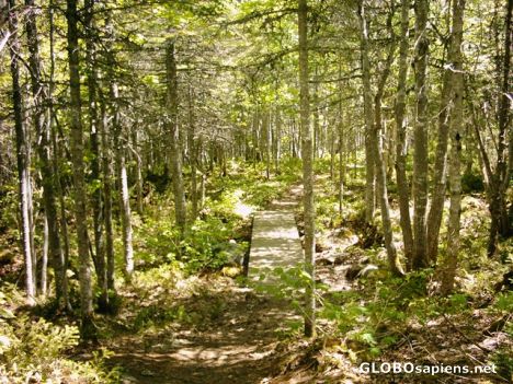 Postcard A section of the Corner Brook Stream Trail