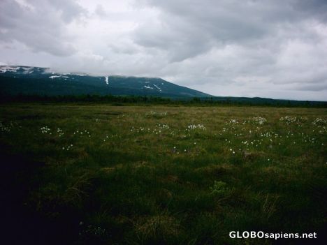 Postcard Bog along the trail leading to Western Brook Pond