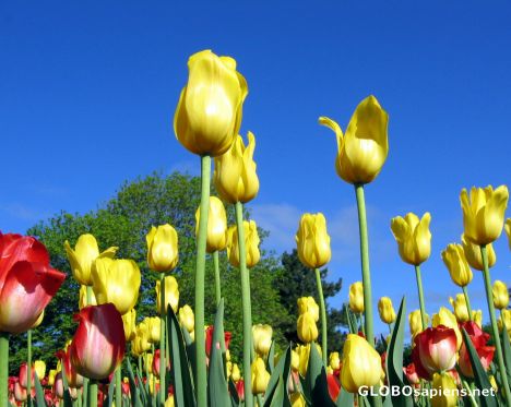 Postcard Tulip Festival