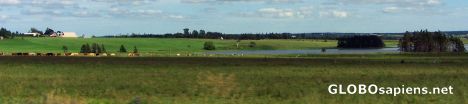 Postcard Potato fields, bovine and farms