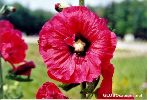 Postcard Mother's favourite hobby -- FLOWERS