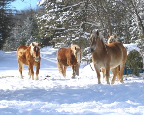 Postcard Horses near Maniwaki