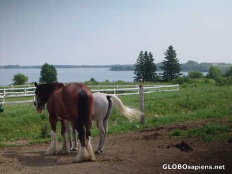 Postcard Horses on a farm in front of the lake