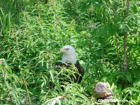 Postcard Eagle