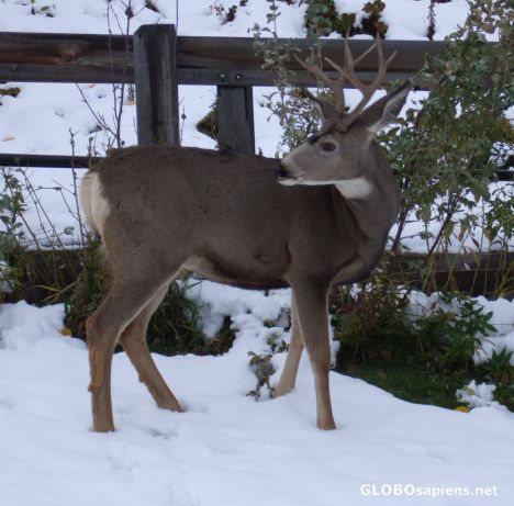 Postcard Deer