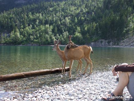 Postcard Waterton Park Deer