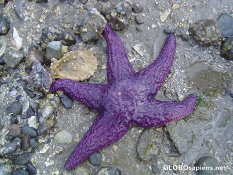 Postcard Starfish on Beach