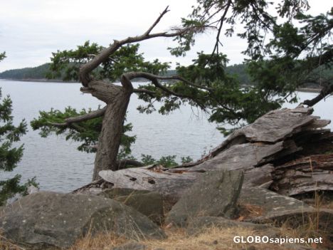 Trees at the Beach, Mayne Island 2012