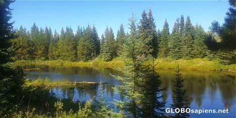 Postcard Goodsir Nature Park