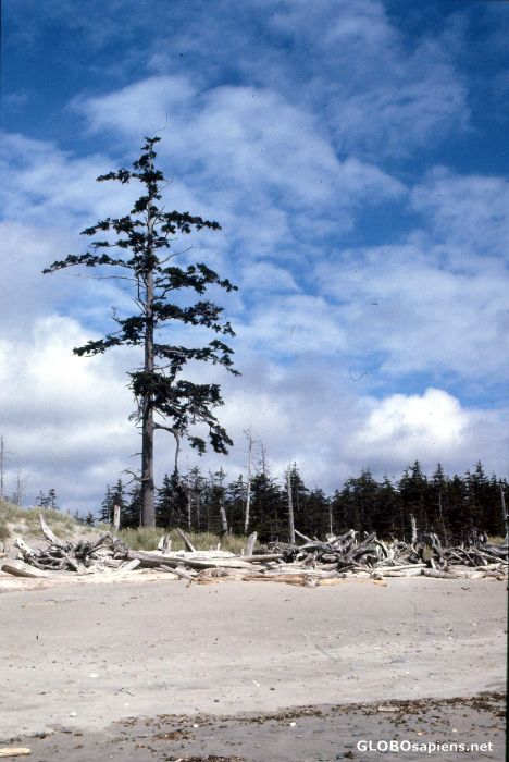 Postcard A lonely tree