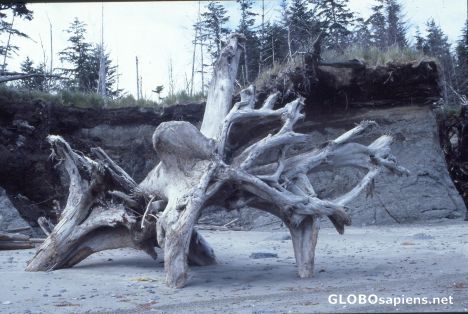 Postcard roots