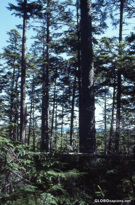 Postcard In the rainforest