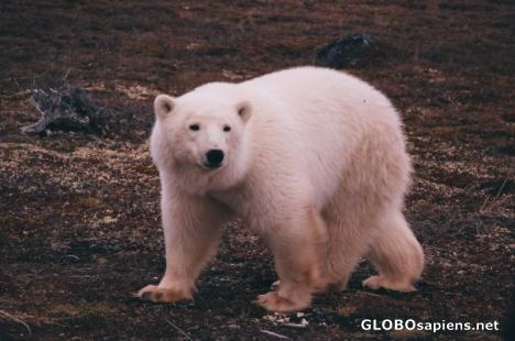 Postcard polar bear Churchill manitoba