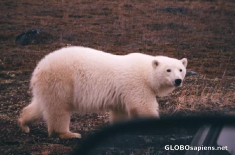 Postcard polar bear Churchill manitoba