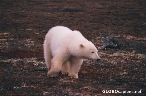 Postcard polar bear Churchill manitoba
