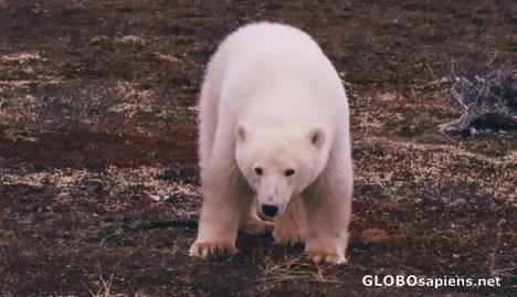 Postcard polar bear Churchill manitoba