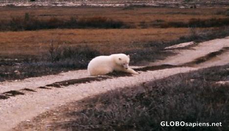 Postcard polar bear Churchill manitoba