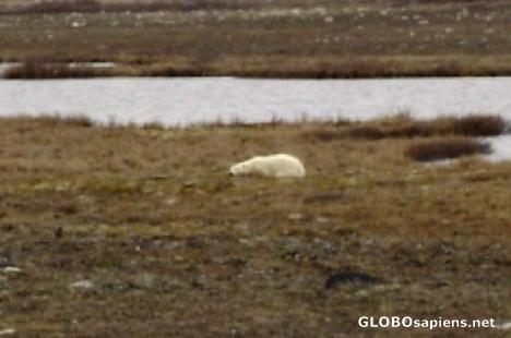 Postcard polar bear Churchill manitoba