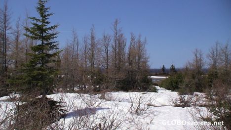 Postcard Labrador in June