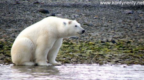 Postcard Polar Bear