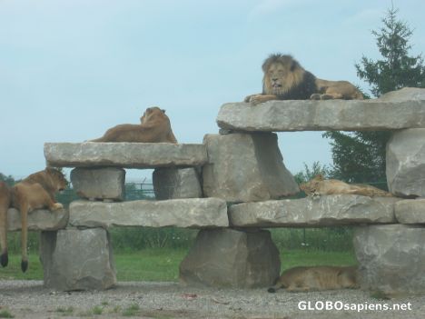 Postcard African Lion Safari