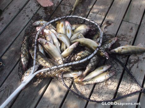 Postcard Fish Anyone - We caught these in 90 minutes