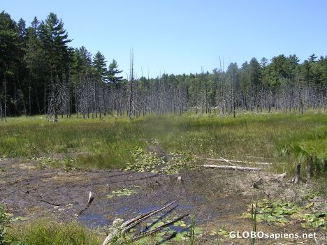 Postcard Forest in Petroglyphs Provincial Park