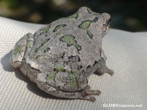 Postcard Strange Toad