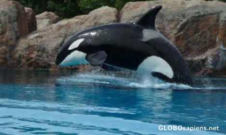 Postcard Marineland in the city of Niagara Falls
