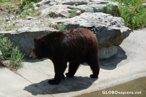 Postcard Marineland - Brown Bear