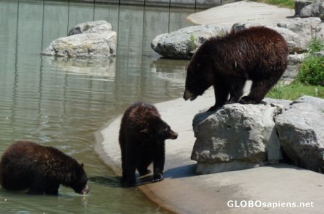 Postcard Brown bears