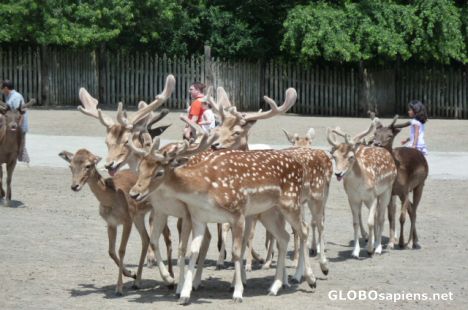 Postcard Fallow Deer in Marineland