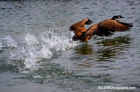 Postcard Montreal (CA,QC) - goose chase